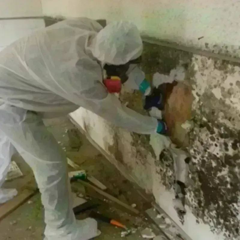 Mold Remediation and Removal in Katy, TX